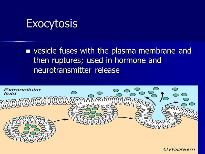 ahmad ata 51 Exocytosis  vesicle fuses with the plasma membrane and then ruptures;